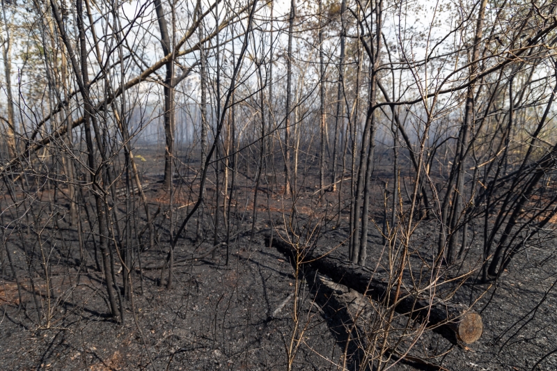 Forest fire on Old Rangeline Road