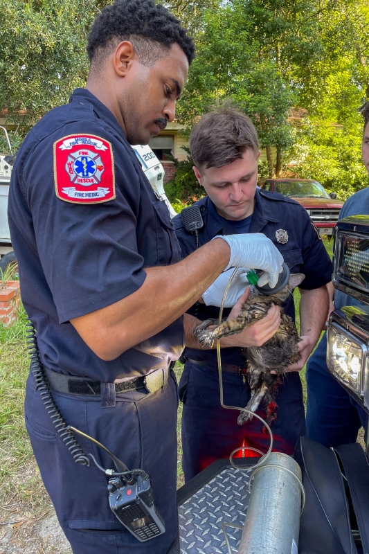 Paramedic gives oxygen to cat rescued from house fire